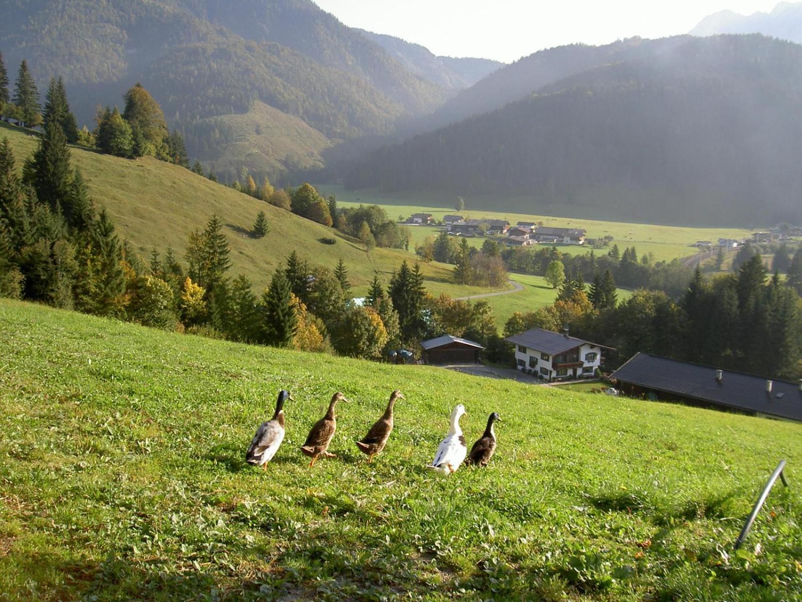Ferienhof Obertenn Hochfilzen Extérieur photo